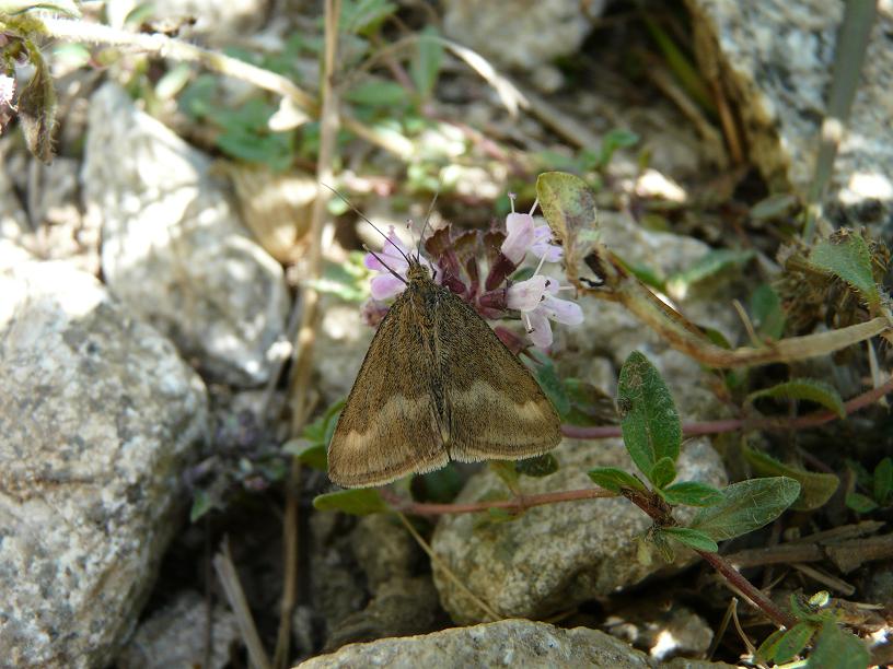 Farfalle Ortles-Cevedale IV serie